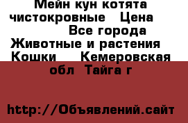 Мейн-кун котята чистокровные › Цена ­ 25 000 - Все города Животные и растения » Кошки   . Кемеровская обл.,Тайга г.